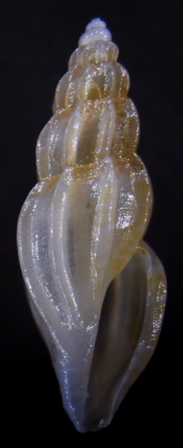 Villersiella attenuata?